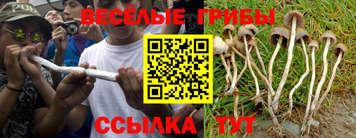 Псилоцибиновые грибы Psilocybe Кропоткин